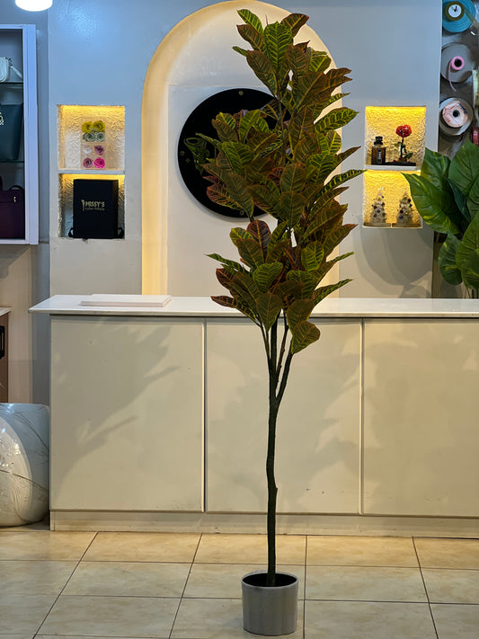 Croton plant 180cm