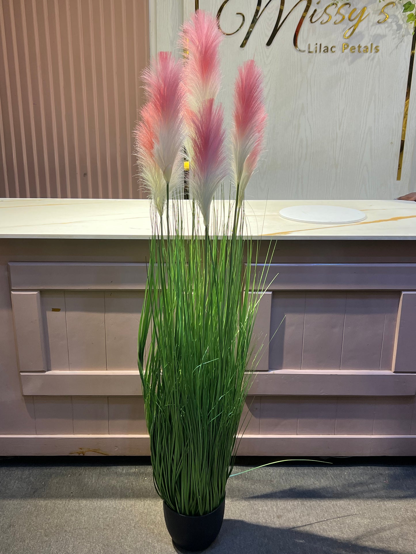 Pampas grass peach