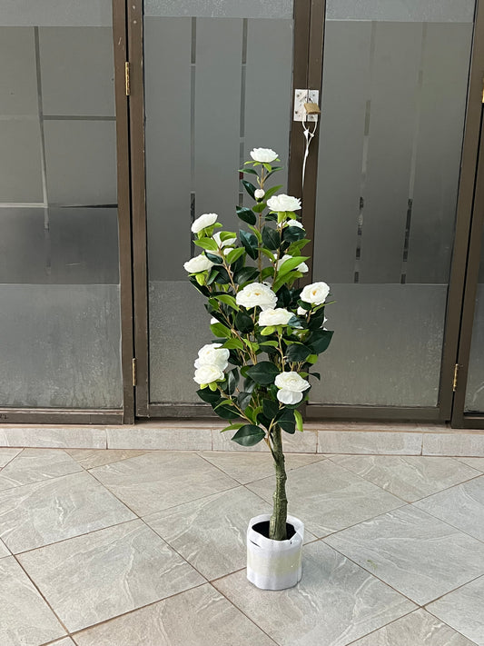 Rosa iceberg tree 120cm