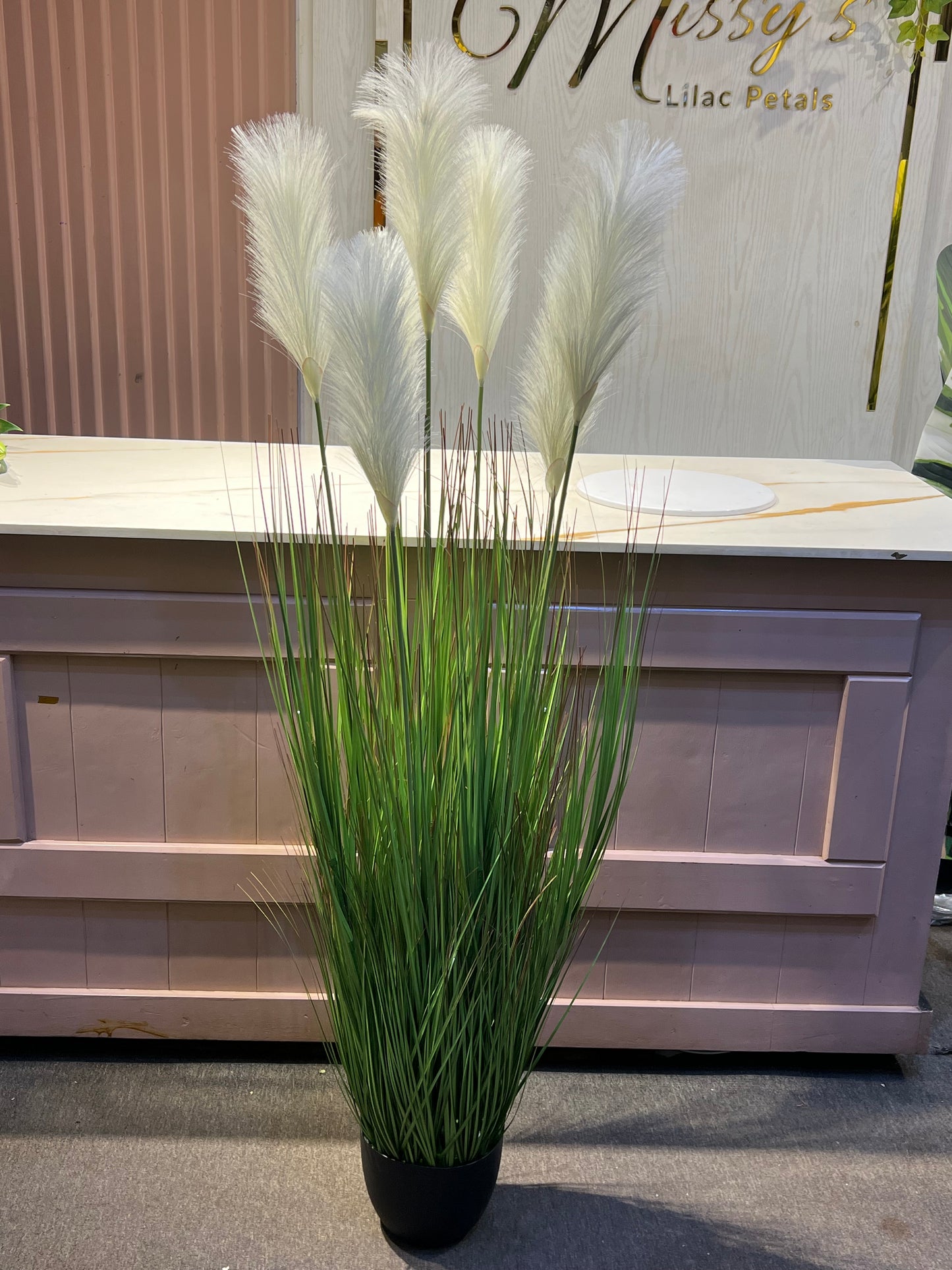 Pampas grass white