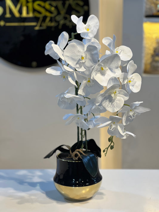 Orchid 37