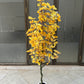 Ginkgo Biloba tree 150cm