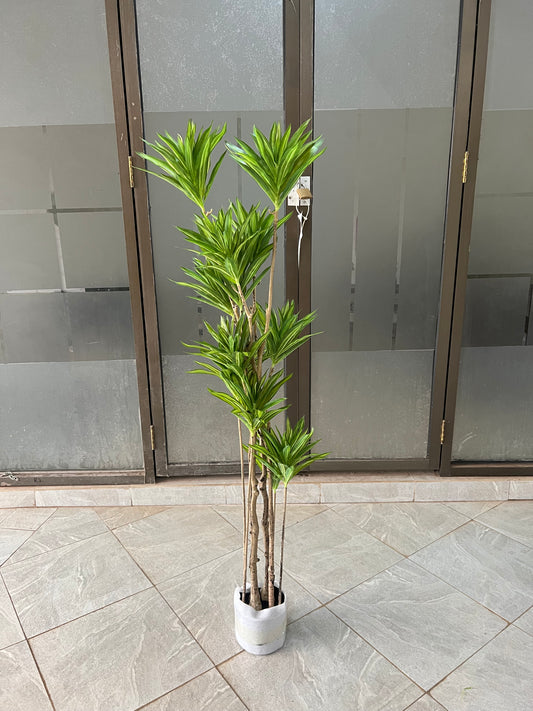 Dracaena deremensis 140cm