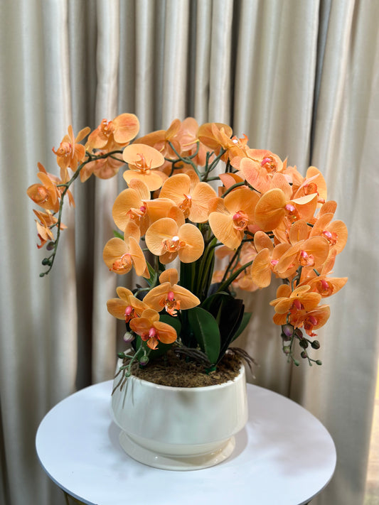 Orchid table plant