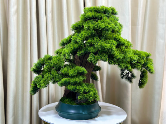 Large bonsai unique