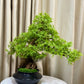 Table leaf