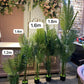 Palm plant big 2.1 meters