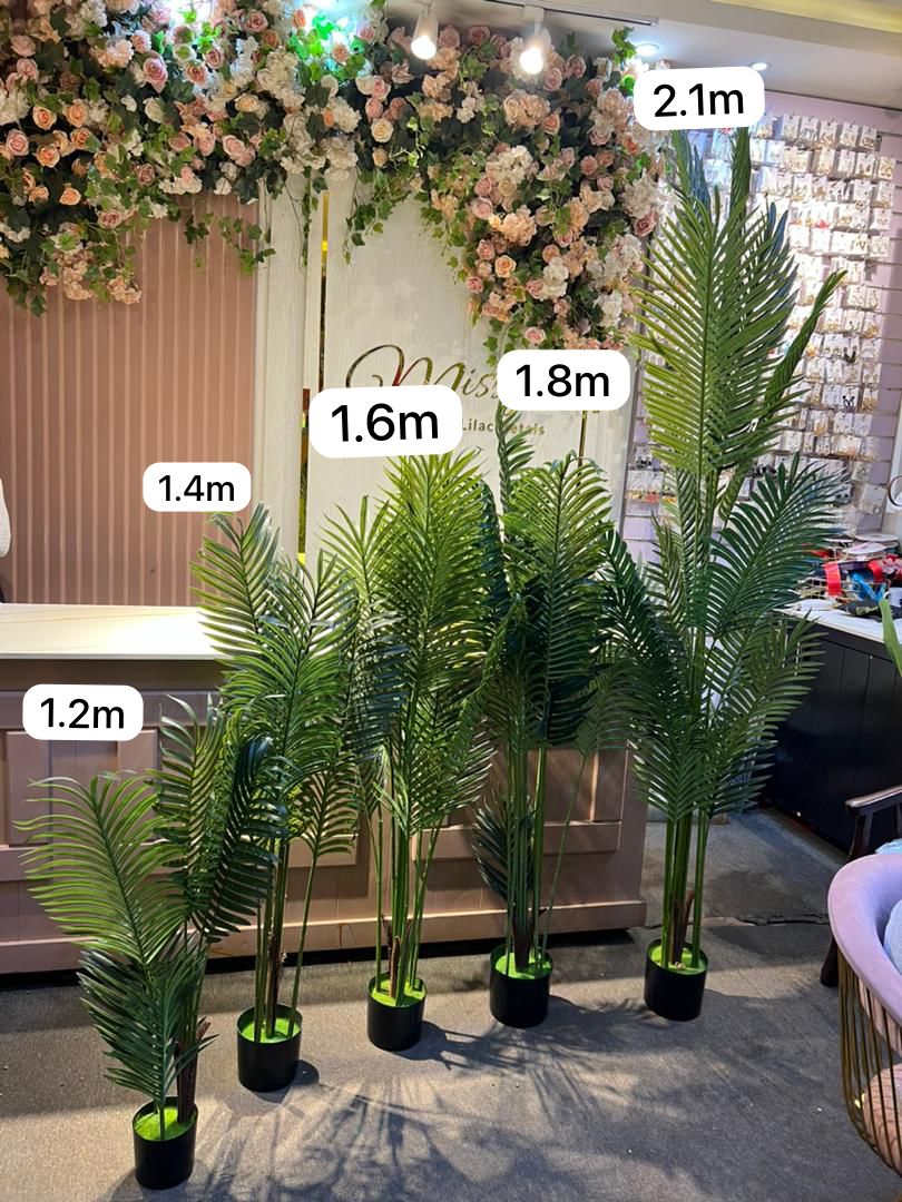 Palm plant big 2.1 meters