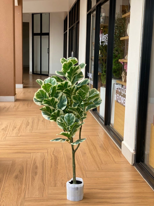 Fiddle leaf fig tree (120cm)