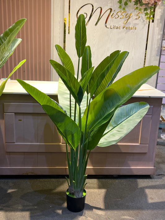 Banana plant 2.2meters