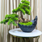 Great lobby bonsai