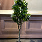 Ficus moclame big