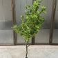 Maples tree 150cm