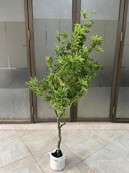 Maples tree 150cm