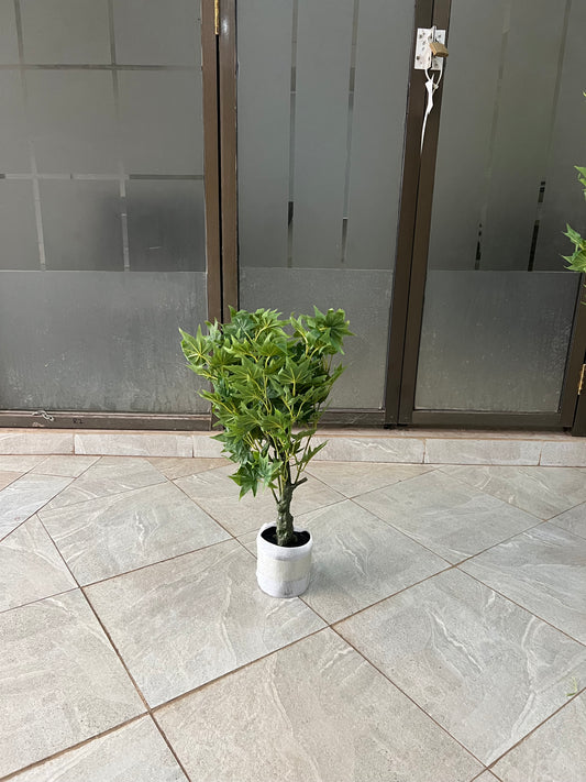 Maples tree 60cm