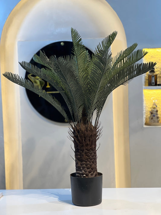 Cycard palm big