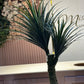 Dragon blood tree