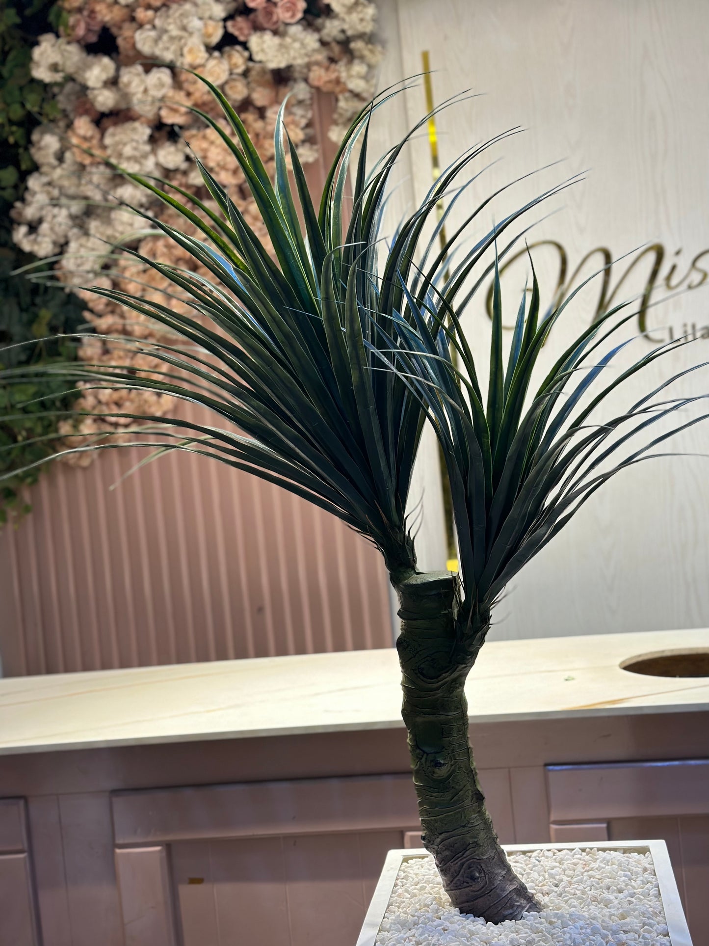 Dragon blood tree
