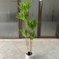 Dracaena deremensis 120cm