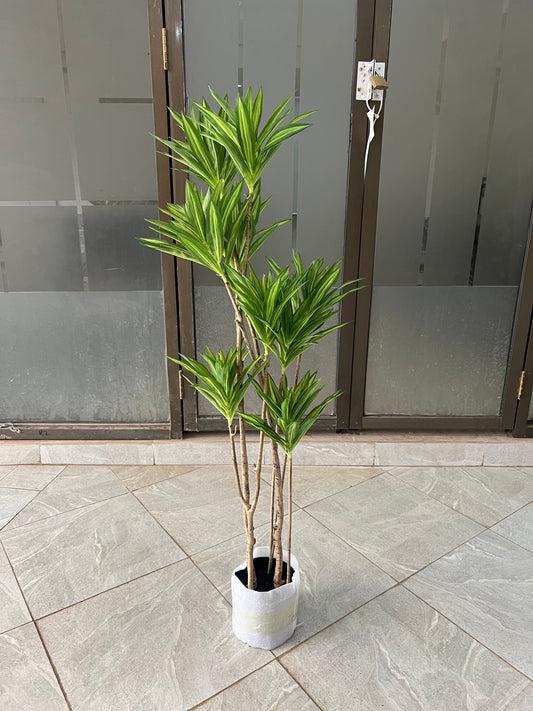 Dracaena deremensis 120cm