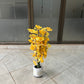 Ginkgo Biloba tree 60cm