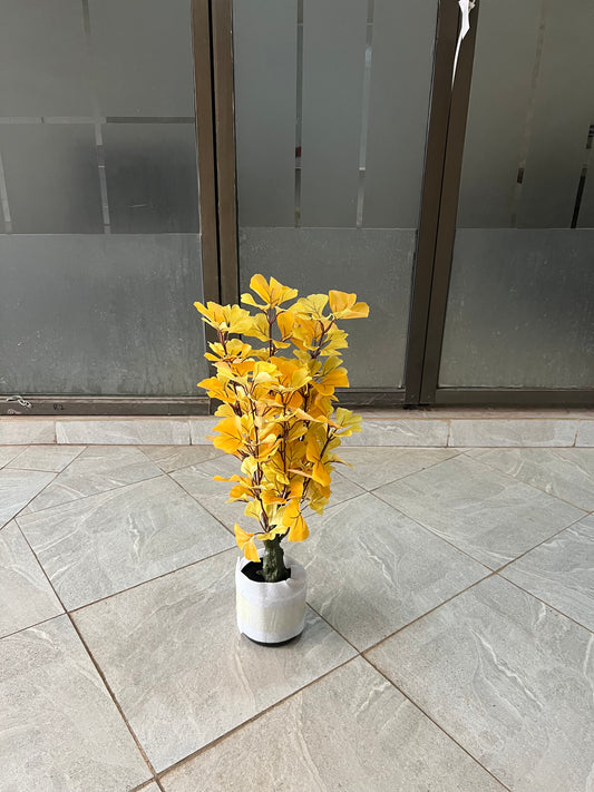 Ginkgo Biloba tree 60cm