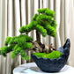 Great lobby bonsai