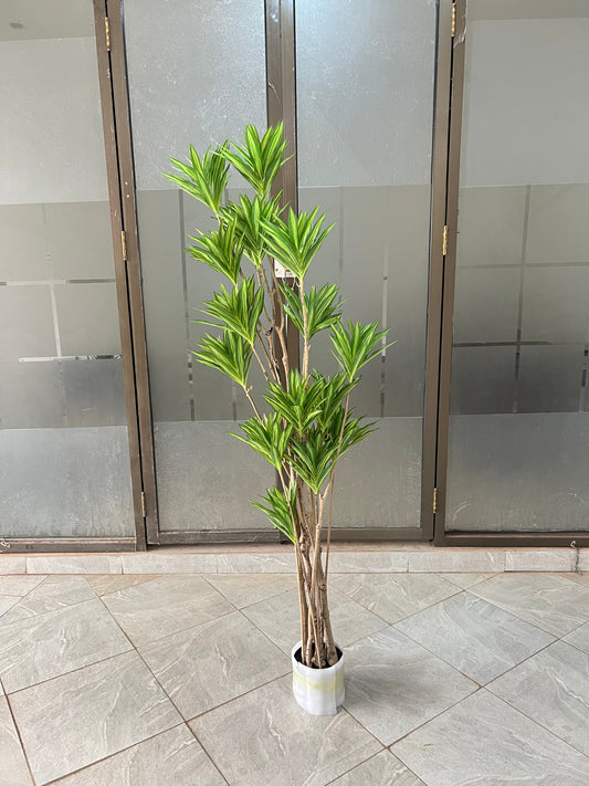 Dracaena deremensis 160cm