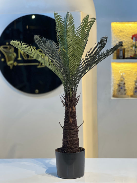Cycard palm small