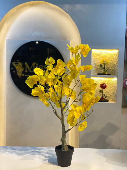 Ginkgo bonsai