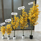 Ginkgo Biloba tree 120cm