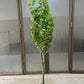 Maples tree 180cm