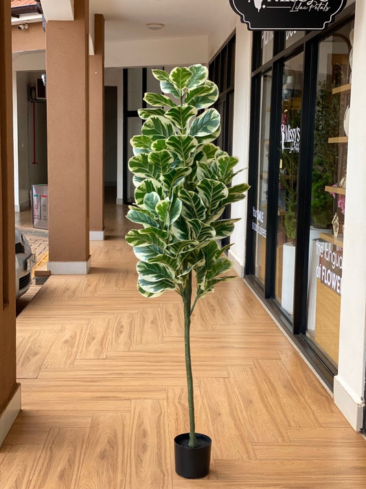 Fiddle leaf fig tree (180cm)