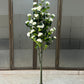 Rosa iceberg tree 180cm