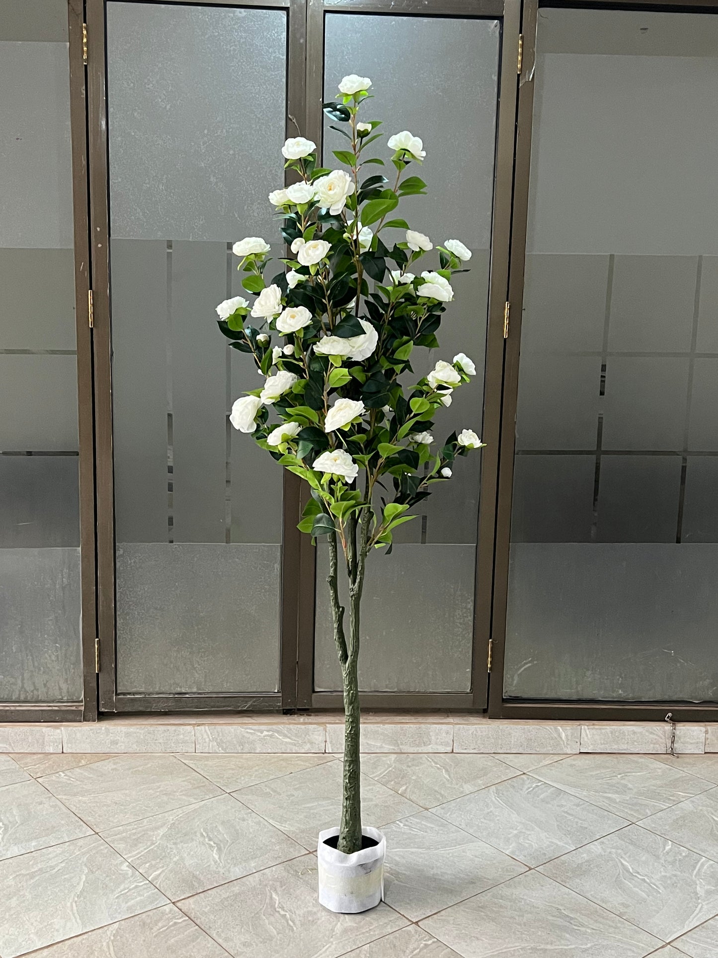 Rosa iceberg tree 180cm