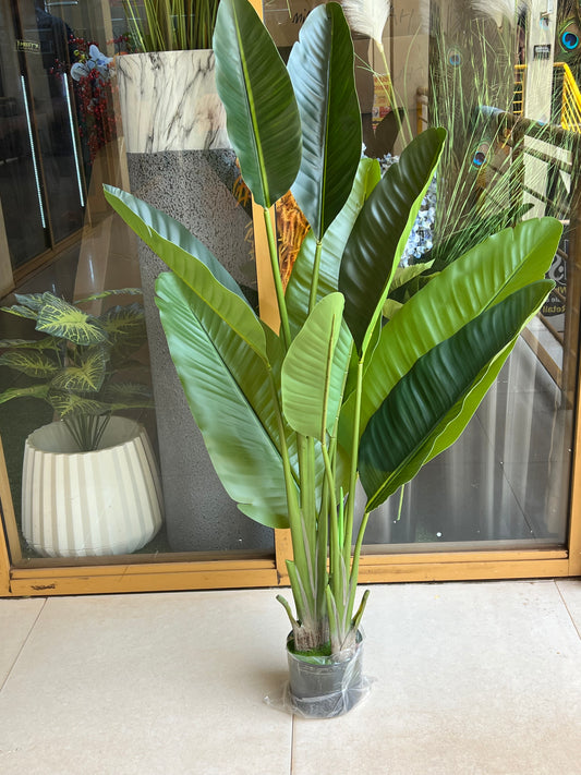 Banana plant 1.8meters