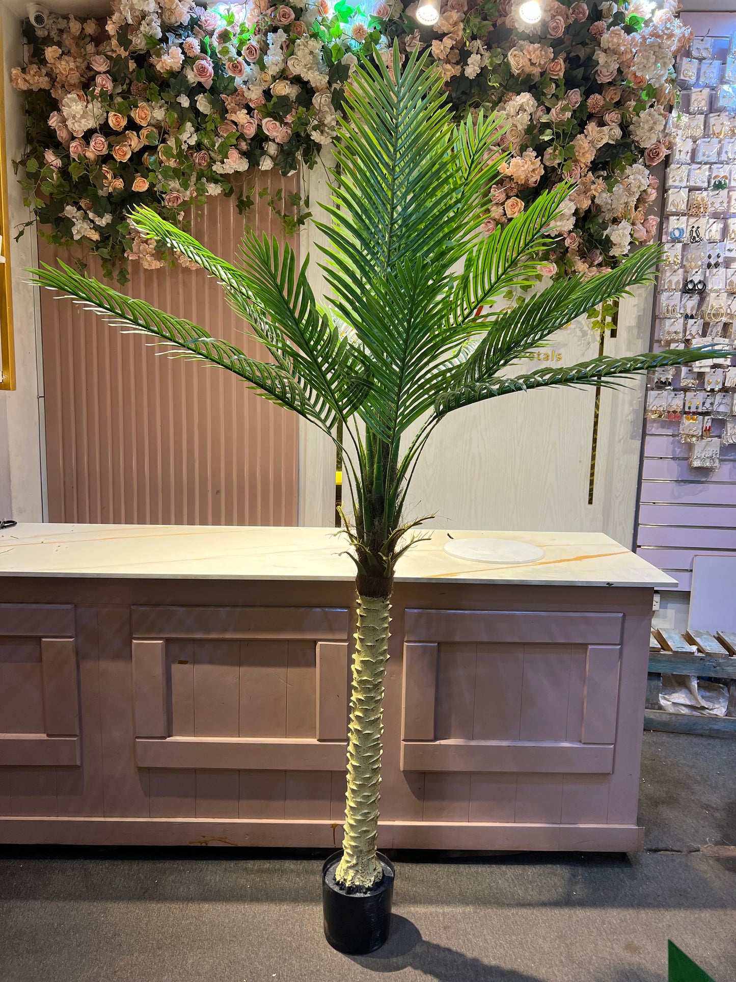 Sago palm tree