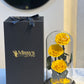 Infinity rose 3 rose