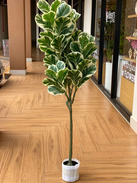 Fiddle leaf fig tree (150cm)