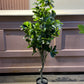Ficus moclame medium