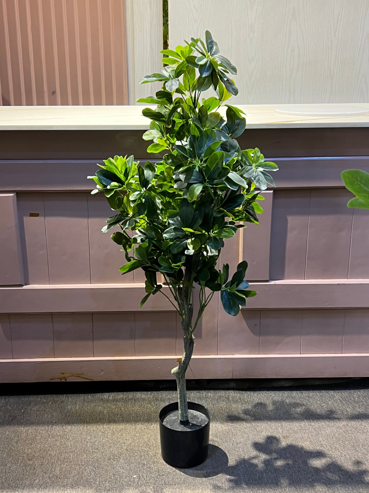 Ficus moclame medium