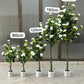 Rosa iceberg tree 180cm