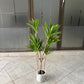 Dracaena deremensis 90cm
