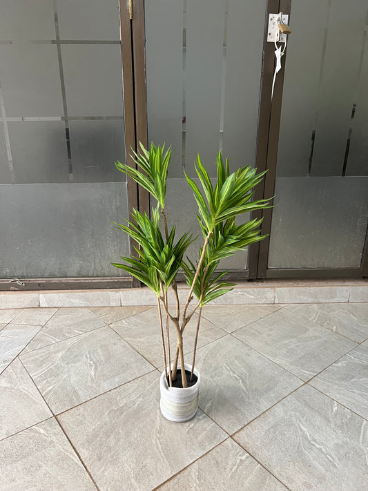 Dracaena deremensis 90cm