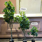Ficus moclame medium