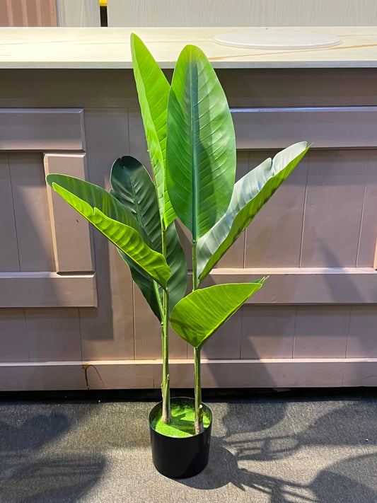 Banana plant 1.2meters