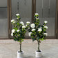 Rosa iceberg tree 90cm