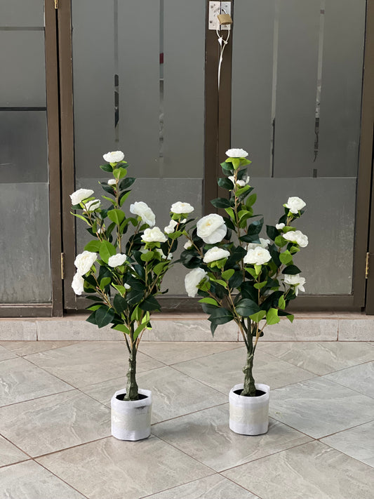 Rosa iceberg tree 90cm