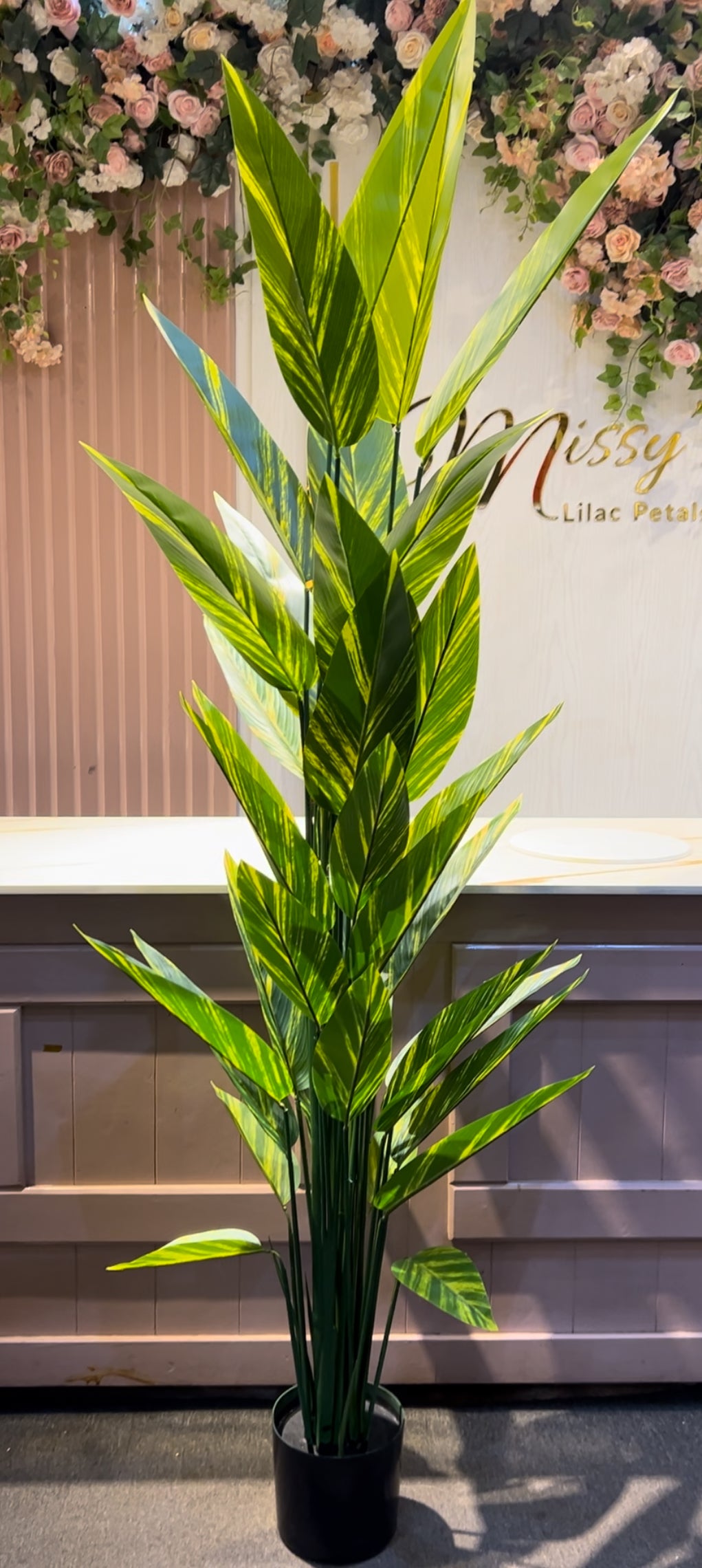 Alpinia zerumbet big 210cm