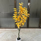 Ginkgo Biloba tree 120cm